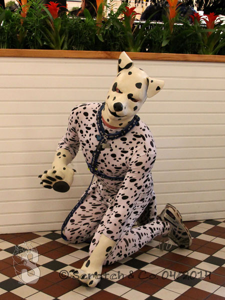 Puppy Begging for votes *wags*